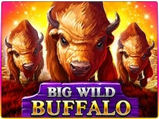 Big Wild Buffalo game preview